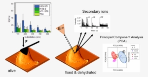 Correlation Between Mechanical And Surface Properties - Diagram