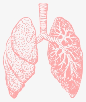 Lungs Png Pic