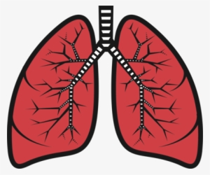 Lung Bud Bronchus Respiratory System Trachea - Lungs Clipart