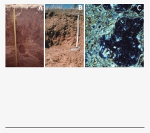 Duripan Horizon And Durinodes - Durinodes