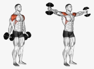 Dumbbell Scaption Rutinas Gimnasio, Mancuernas, Ejercicios - Dumbbell Scaption