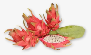 Auglis Puka Stasts - Dragon Fruit Plant