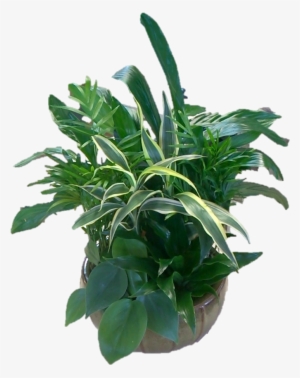 Desk Garden - Flowerpot