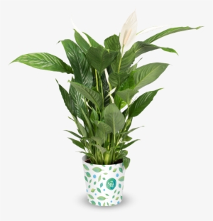 Robust Plant - Lucky Bamboo Hd