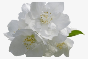 Collection Of Free Tropical Vector Mogra Flower Download - Camellia Sasanqua