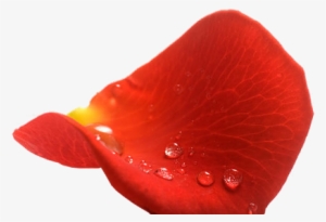 Pétalos De Rosas Rojas Con Fondo Transparente - Rosas Con Fondo Transparente