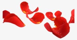 Imágenes Para Photoscape, Photoshop Y Gimp De Flores - Лепестки Роз На Прозрачном Фоне