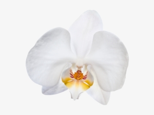 V Pétalos De Orquídea - Phalaenopsis Sanderiana