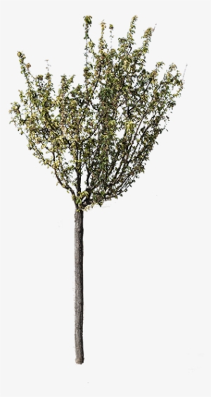 Arrevol Tutorial Recortar Con Varita Mágica 3 - Gum Trees