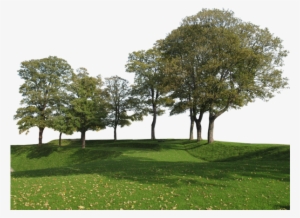 Big Trees Group - Back Ground Tree Png