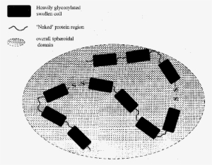 Linear Random Coil Model For Pig Colonic Mucin - Circle