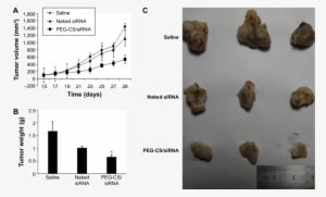 In Vivo Antitumor Effect On 4tl-bearing Breast Cancer - Breast Cancer