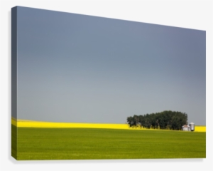 A Flowering Canola Field In The Distance Framed By - Field