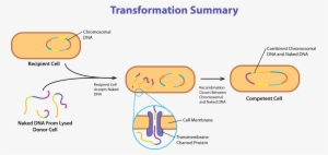 Gene Acquisition Via Transformation - Diagram