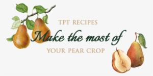 A Pear Tree Is A Wonderful Addition To Any Garden And - Pear