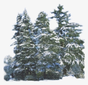 Snowy Pine Trees - Snowy Pine Trees Transparent Png