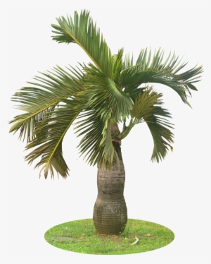 A Collection Of Tropical Plant Images With Transparent - Palm Tree Png Garden