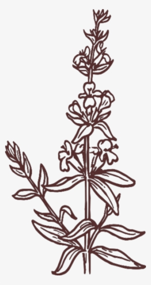 Pplant Clipart Black And White Strawberry Plant Clipart - Clip Art