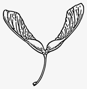 Clip Arts Related To - Maple Seed Clip Art