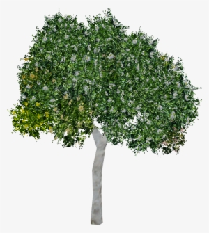 Clusia Tree - Tree In Elevation For Photoshop