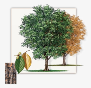 Pretty Pictures Of Cedar Trees Lace Bark Elm Tree Dallas - Lacebark Elm Tree