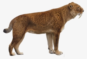First Things First, Although Smilodon Is Referred To - Transparent Saber Tooth Tiger