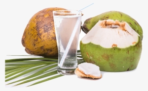 Fresh Coconut Water - Financier