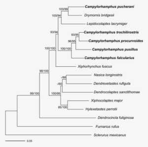 Drymofig - Diagram