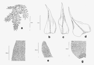 Aerobryopsis Cochlearifolia Dix - Drawing