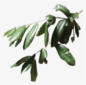 Russian Olive