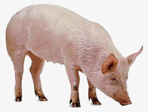 Pig Png Free Pictures Pig Png - Animaux De La Ferme Png