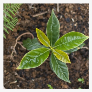 Peru Ecologica - Peru