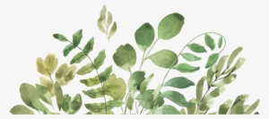 A Love Story Of Cotton - Floral Watercolor Flower Borders