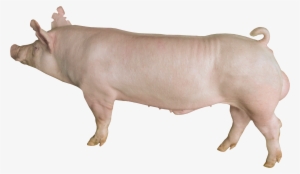 Yorkshire Wym-325 - Yorkshire Pig