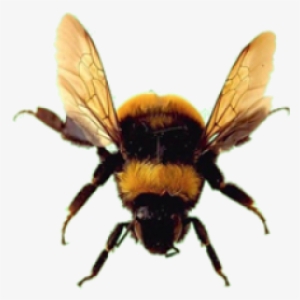 Bee Png Download Free - Bumble Bee No Background