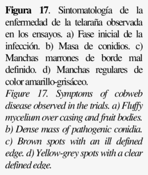 Sintomatología De La Enfermedad De La Telaraña Observada - Disease