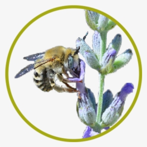 Digger Bee, Anthophora Spp - Megachilidae