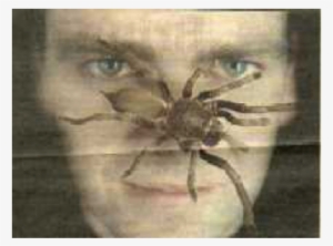 Bird Eating Spider - Goliath Birdeater