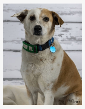 Adult Rate - Companion Dog