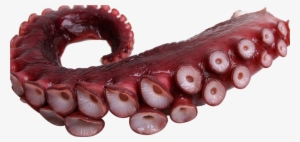 Tentacle Sticker - Octopus Tentacles