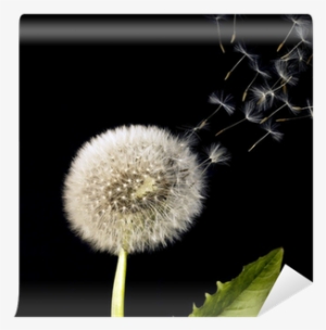 Blowball And Flying Dandelion Seeds Wall Mural • Pixers® - Dandelion Seeds
