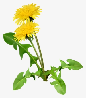 Common Dandelion Dandelion Coffee Flower Seed - Dandelion Plant