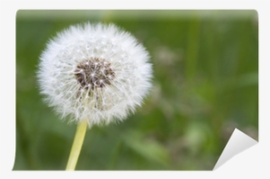 Seed