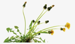 Dandelion New Pic - Royalty Payment