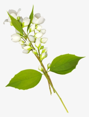 Folhas Em Png - Marcos Circulares Con Flores Para Fotos Png