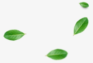 Erva Mate - Folhas De Erva Mate Png