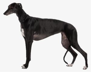 Beds, Collars And Accessories - Black Dogs Long Legs