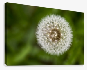Extreme Close Up Looking Down On The Plant Of A Dandelion - Posterazzi Extreme Close Up Looking Down