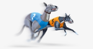 Virtual Greyhound Raceslearn More - Virtual Greyhound