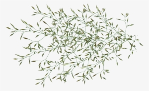 Grass, Seed, Weed, Plant, Garden, Nature - Garden